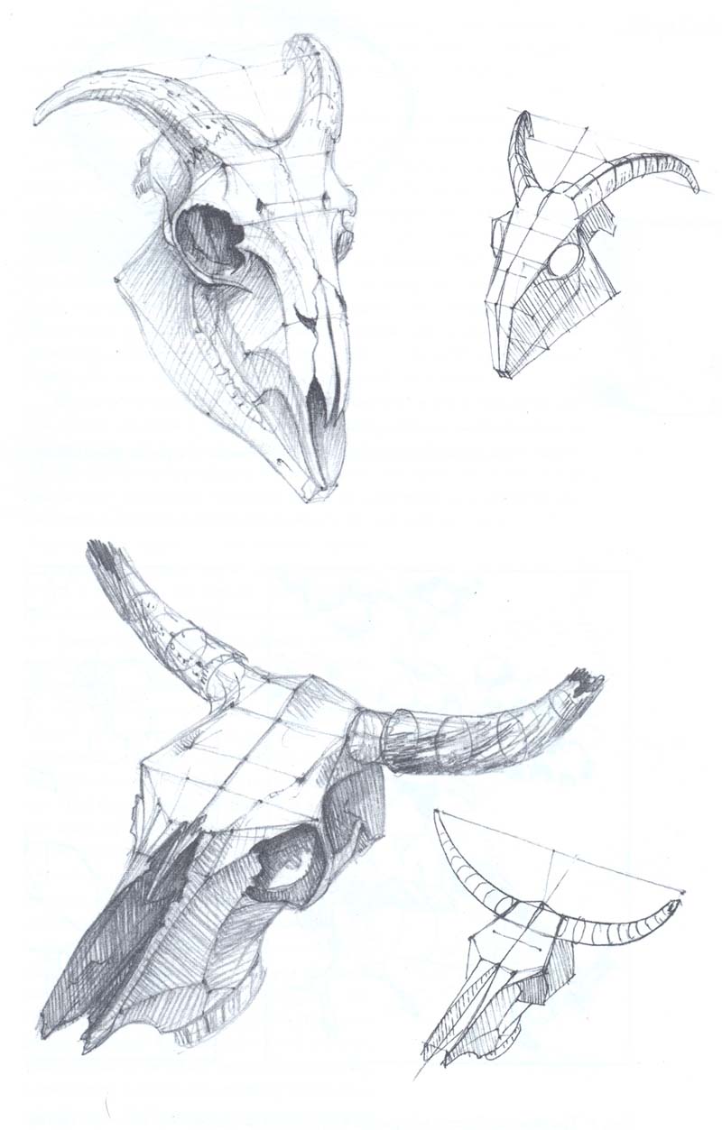 Изображения черепов животных