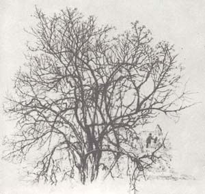 С. Никиреев. Дерево. Карандаш. 1948.